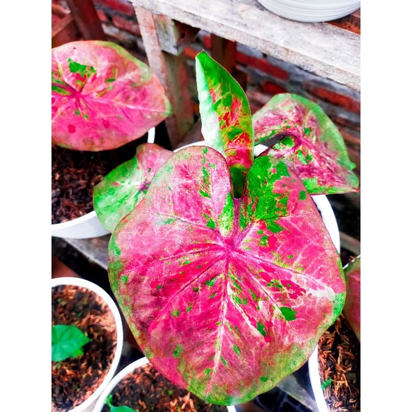 Bunga Caladium Keladi Hias Hybrid H02
