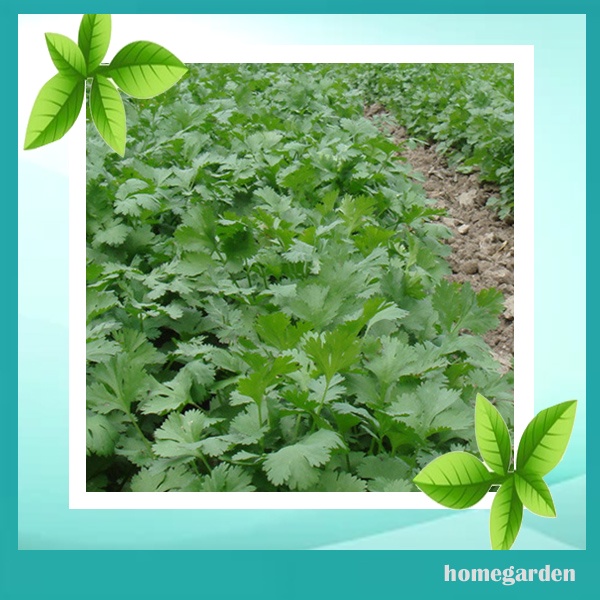 Homegarden Benih Seledri Bibit Seledri Benih Tanaman Sayuran