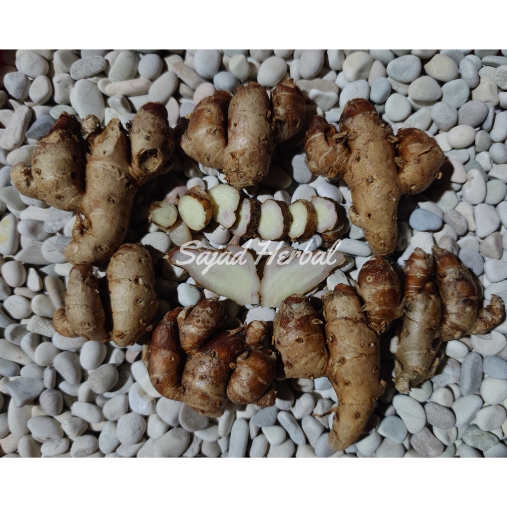 

Kencur Segar Alami 500GR (Kaempferia galanga L)