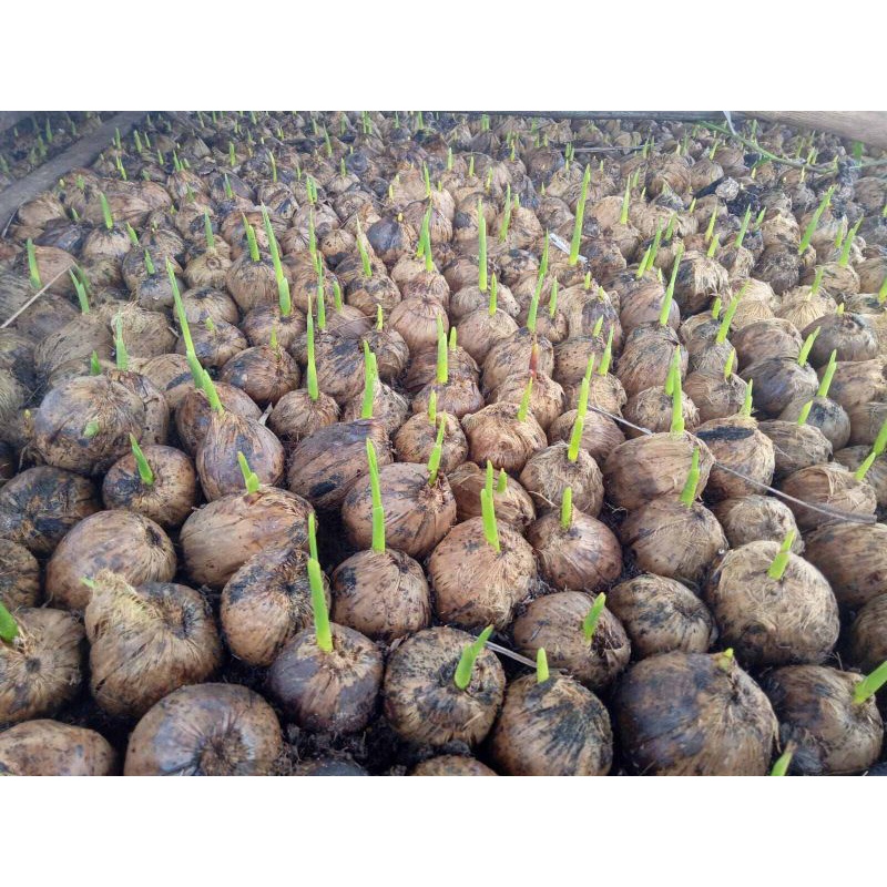 PROMO ! Kecambah pinang thailand / bibit pinang thailand kualitas super