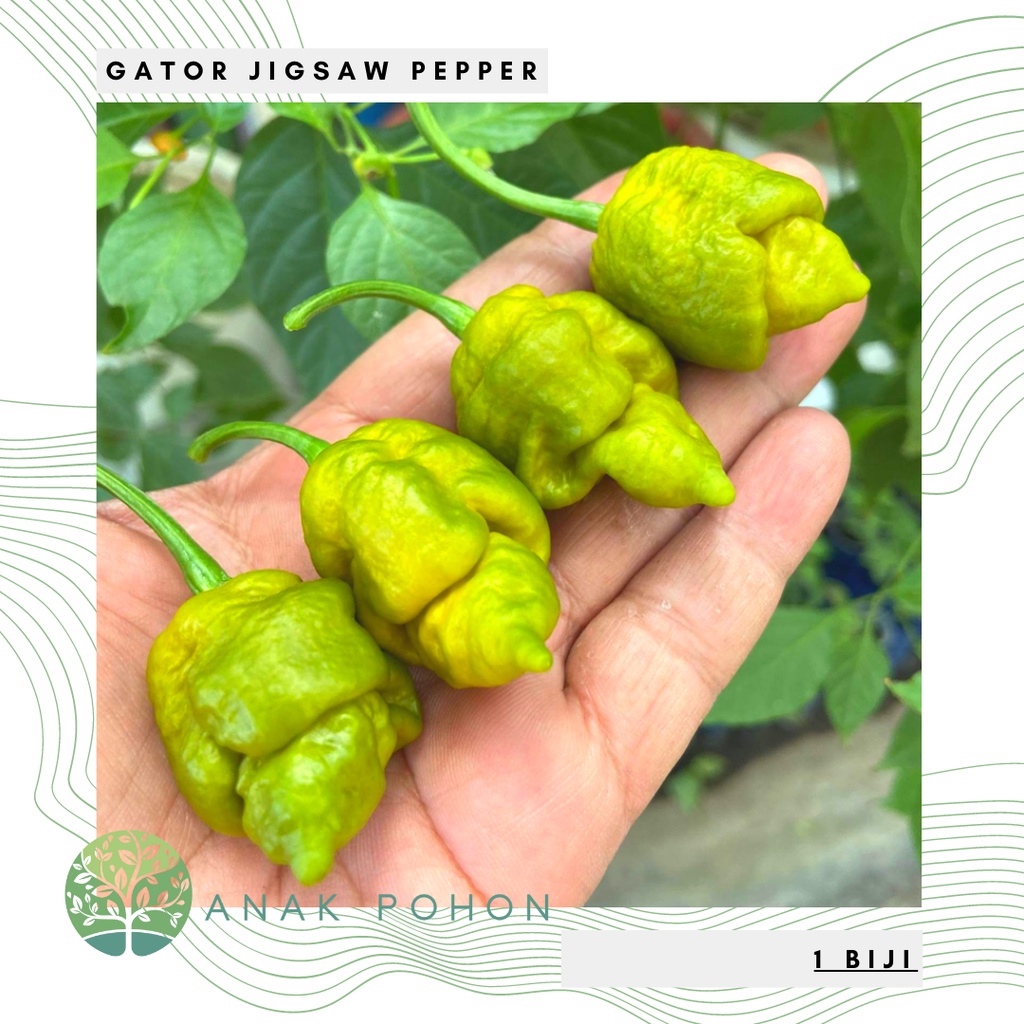 Benih Bibit Biji - Cabai Gator Jigsaw Pepper Cabe Super Pedas Seeds