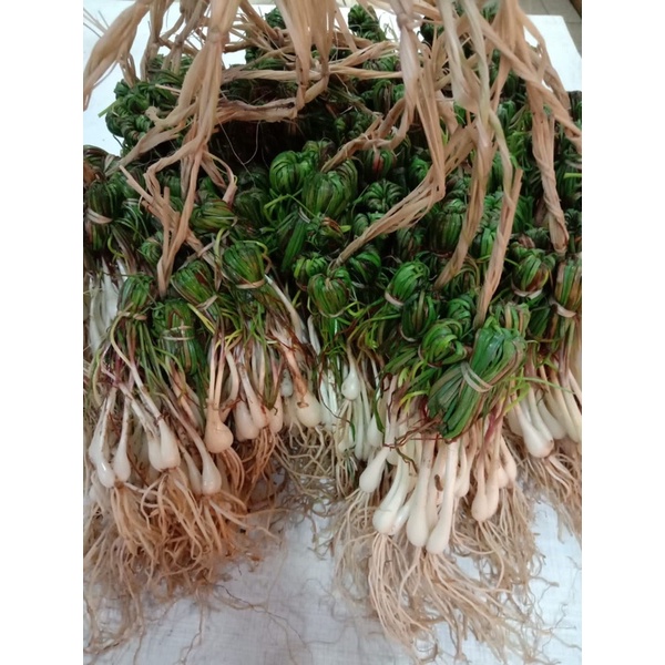

bawang batak / 1.iket Rp 12.000