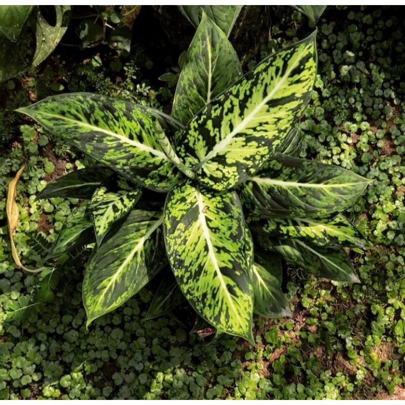 Tanaman hias divenbachia - diven candi