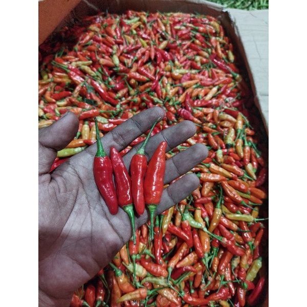 

cabe rawit merah