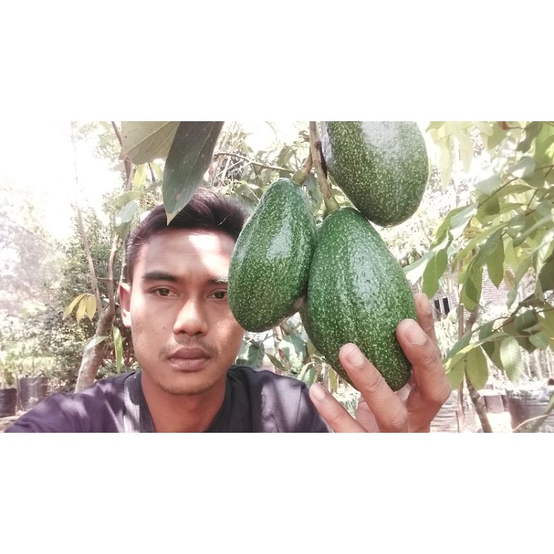 Entres alpukat red vietnam. VALID