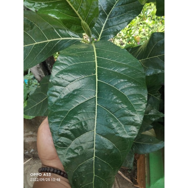 

10pcs daun awar awar banyak manfaat dan khasiat
