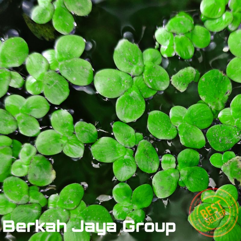 spirodela polyrhiza tanaman aquascape apung