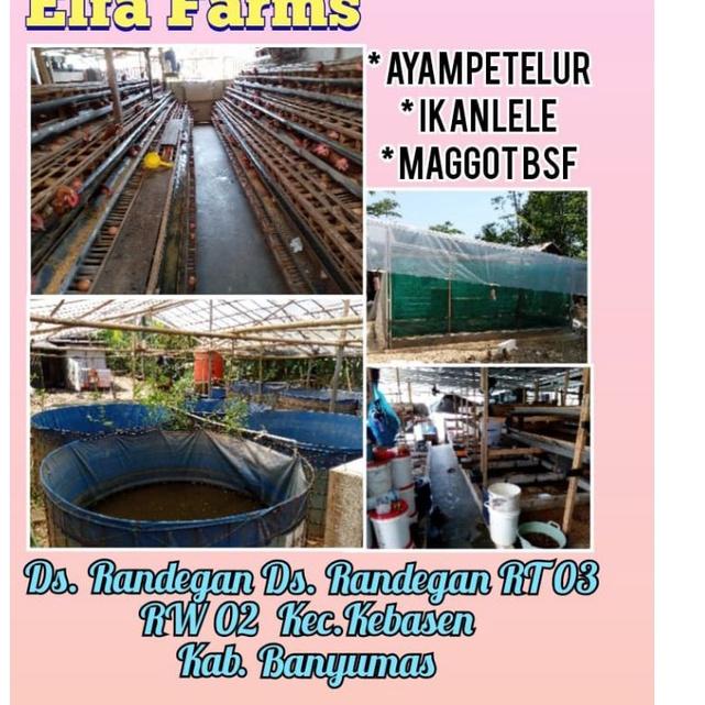 

BIG SALE telur bsf /10 gram ♘ 869