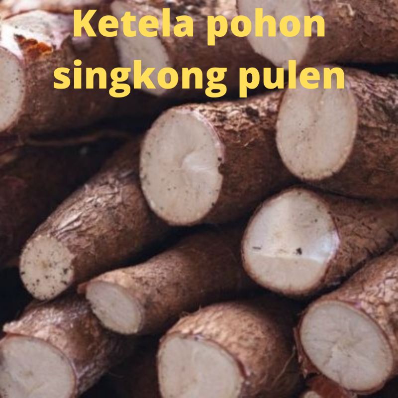 

[TERBUKTI]1 KG SINGKONG PENCEGAH SEL KANGKER/SINGKONG PULEN KULIT MERAH/UMBI UMBIAN/TANAMAN KEBUN & TAMAN