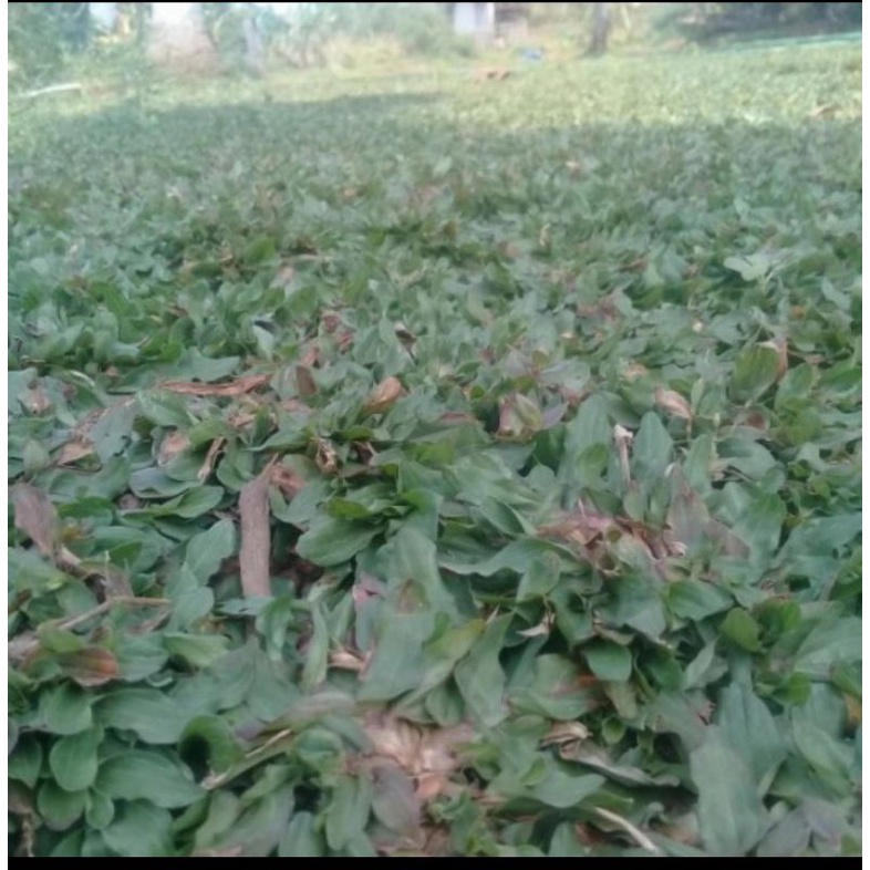 rumput gajah mini 1 meter