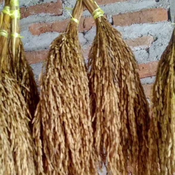 

COD !!! 9.9 Padi utuh bertangkai gagang oman isi 50-60 batang per ikat [KODE ]