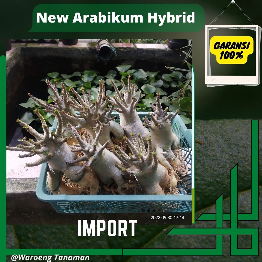 Adenium Arabikum - Adenium Jepang - Adenium Kamboja - Kamboja Arabikum - Bunga Adenium - Kamboja See