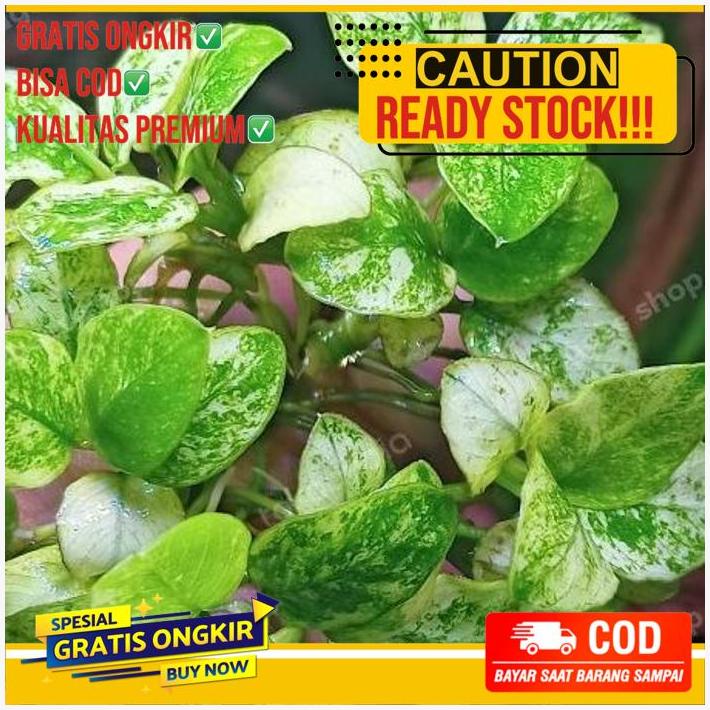 Anubias Pinto Anakan Dennerle Aquascape