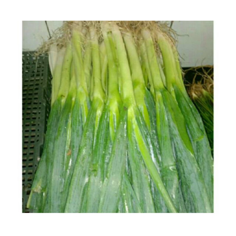 

Daun bawang 500gr