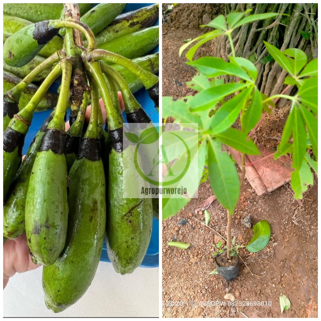 Bibit Tanaman Randu Kapuk - Tanaman Penghijauan Bernilai Ekonomi