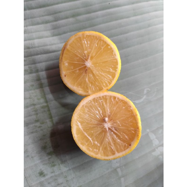 

BUAH JERUK LEMON LOKAL 1KG