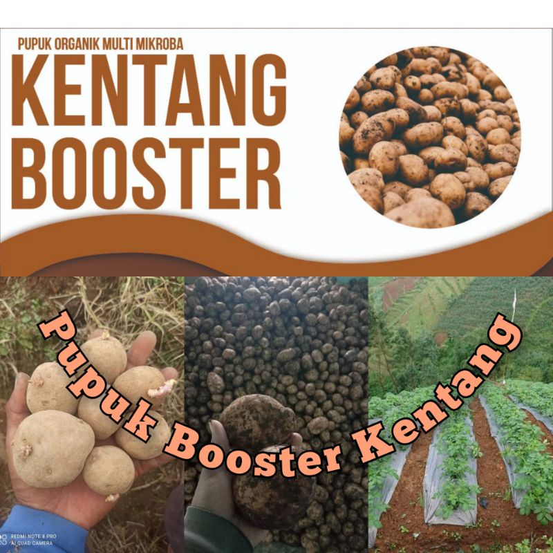 Pupuk booster KentangMurah Pupuk booster buah organik non kimia pupuk cair kilat npk urea merah pele
