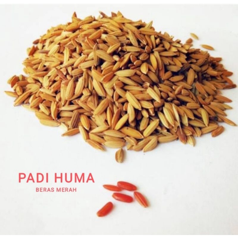 BENIH PADI HUMA 1 KG / GABAH PADI HUMA BERAS MERAH HUMA