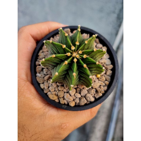 Paket Kaktus LB 2178 Ori + Vos 014a Ori