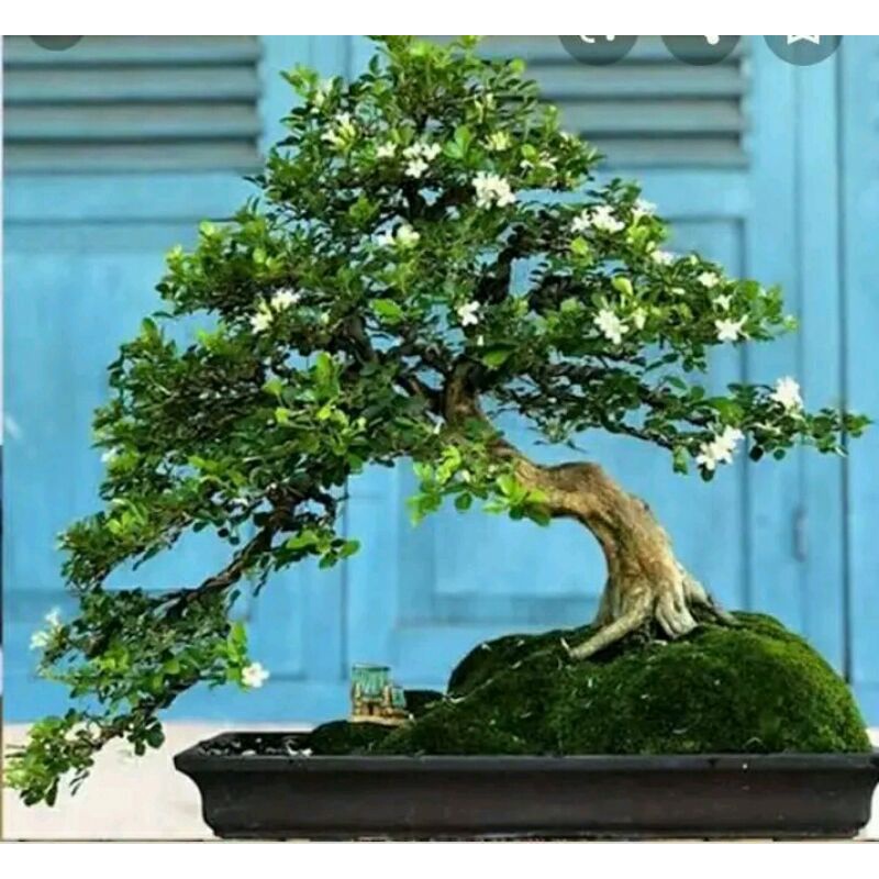 bibit bahan bonsai kemuning