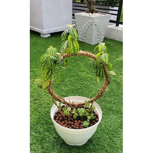 ajir tanaman lengkung/ajir tanaman melingkar