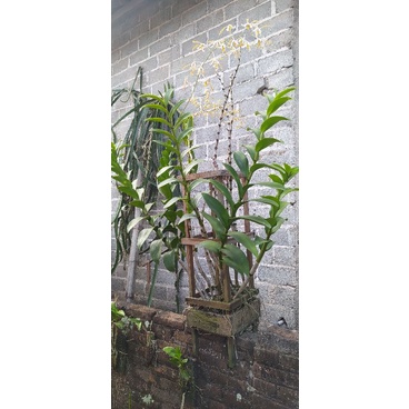 dendrobium discolor tanimbar