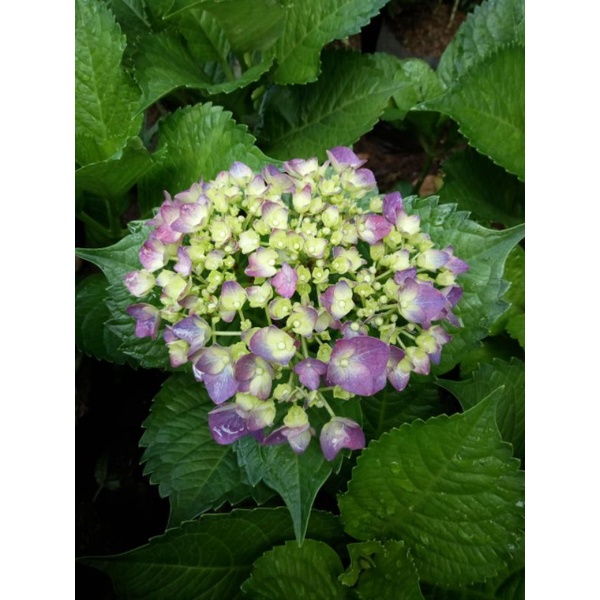 Bunga hortensia Import