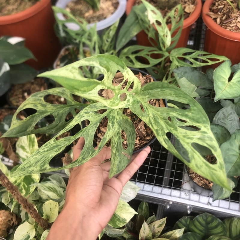 janbol lokal varigata