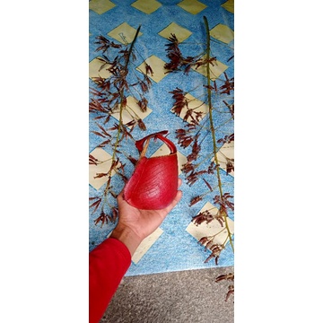 biji nepenthes Bicalcarata