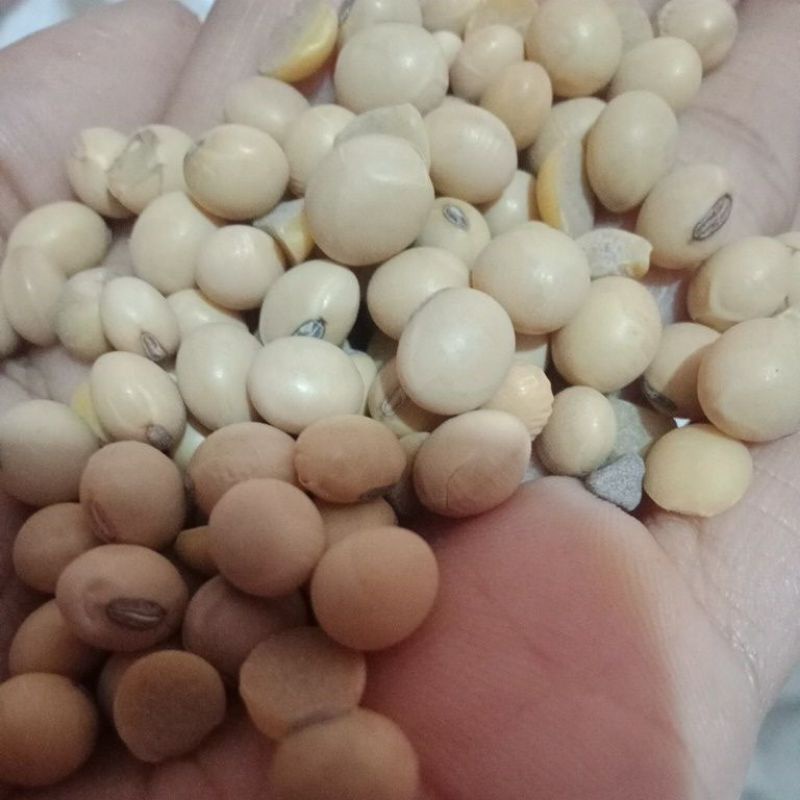 

kacangkedelai