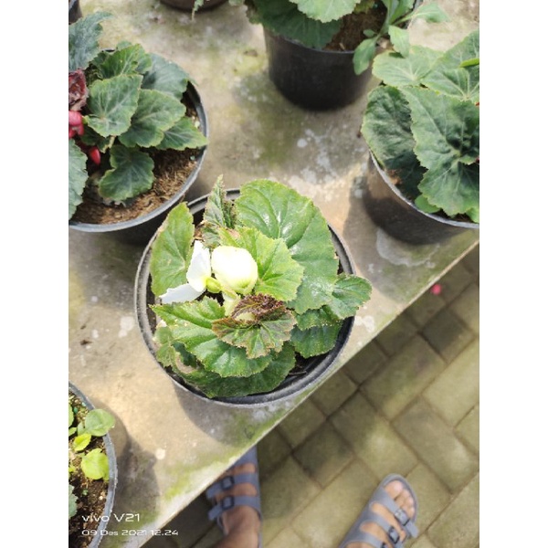 Bunga Begonia Mawar HYbrid sudah berbunga
