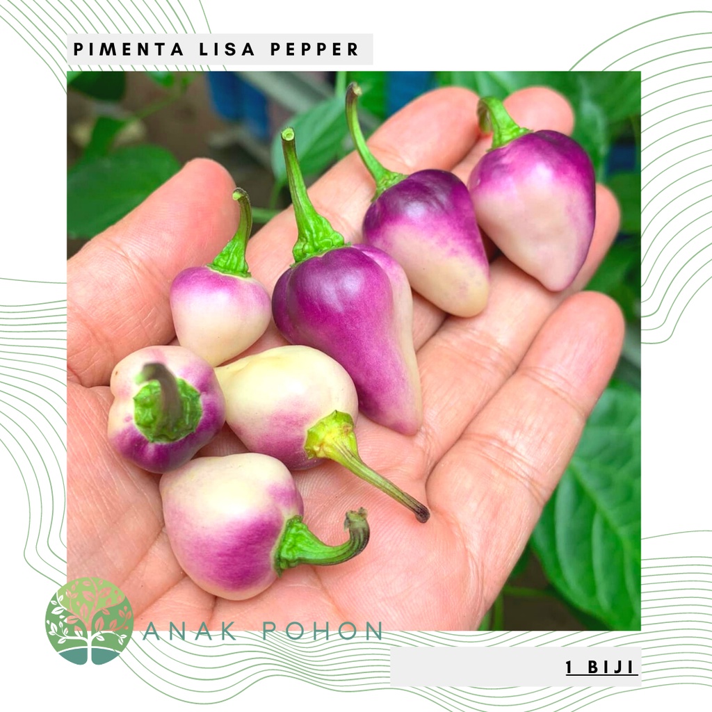 Benih Bibit Biji - Cabai Pimenta Lisa Cabe Ornamental Ungu Pepper Seeds