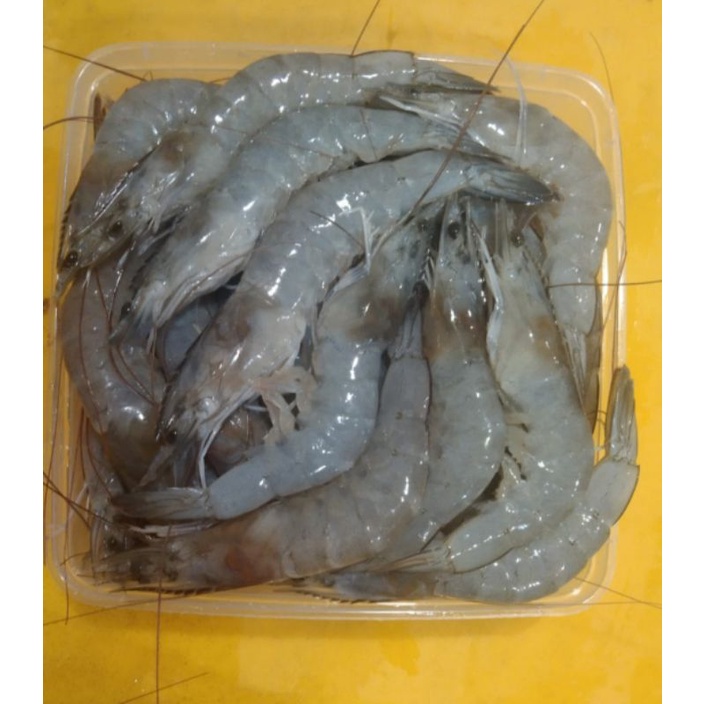 

udang vaname besar