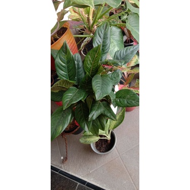 Aglonema Rotundum Tiger Tulang Merah Rumpun 7 Foto Asli