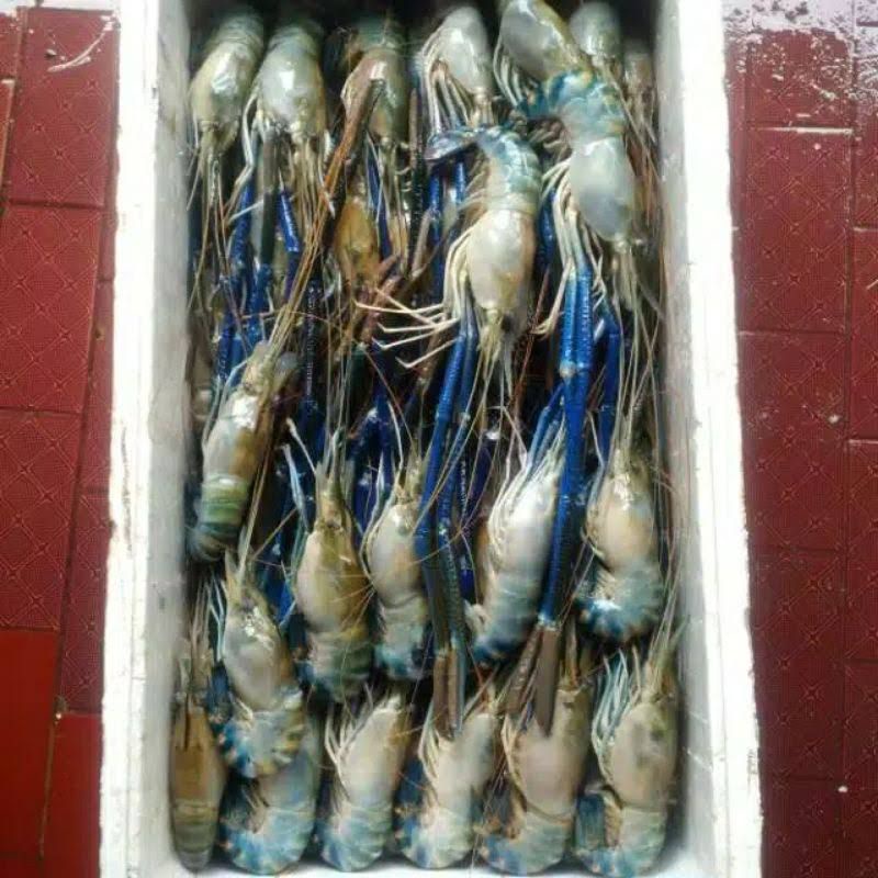 

Udang Galah Fresh