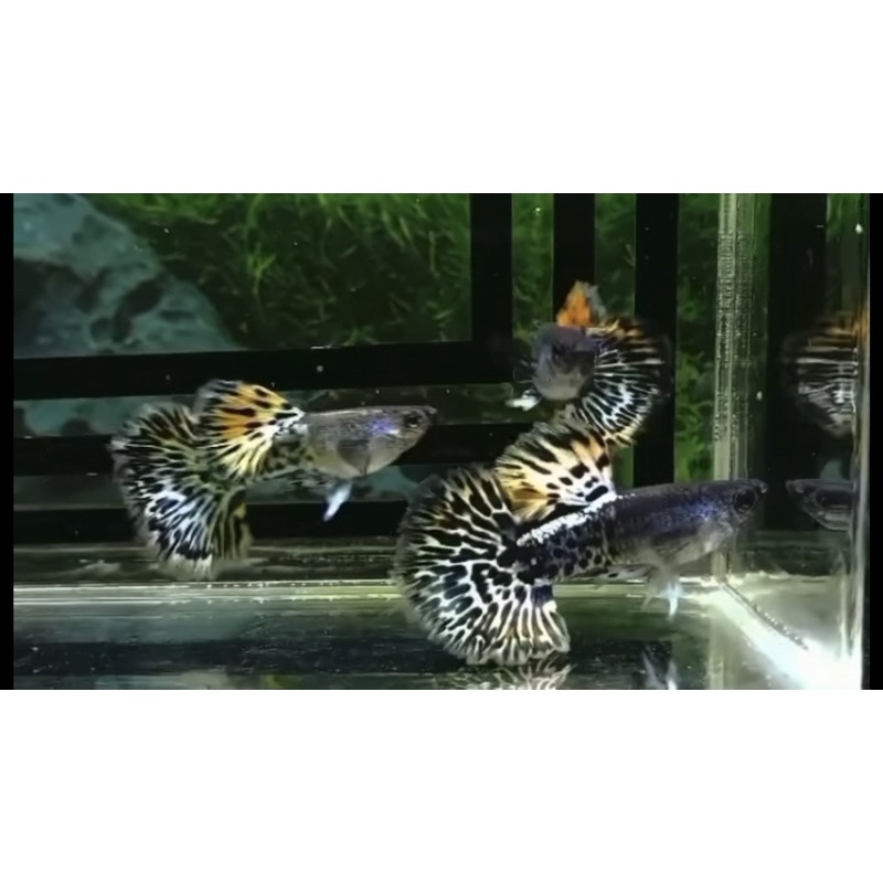 Guppy Metal Mozaic grade A (Rare)