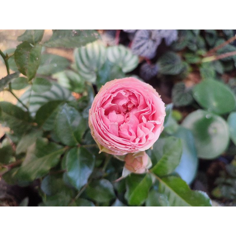 mawar charming piano