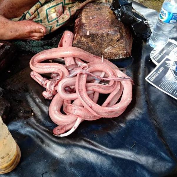 

➝ ABON ULAR COBRA ASLI IBU AMINAH isi 50 gram ㄹ