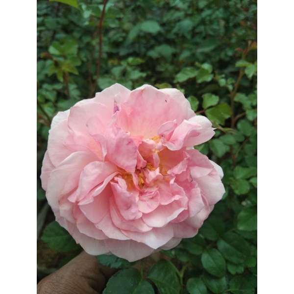 Mawar Import Climbing Strowberryhills - mawar wangi