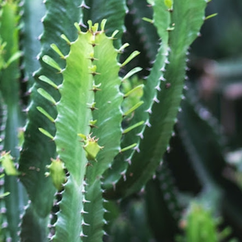 Tanaman hias euphorbia tulang hijau I naga I dragon bones susuru - Belum