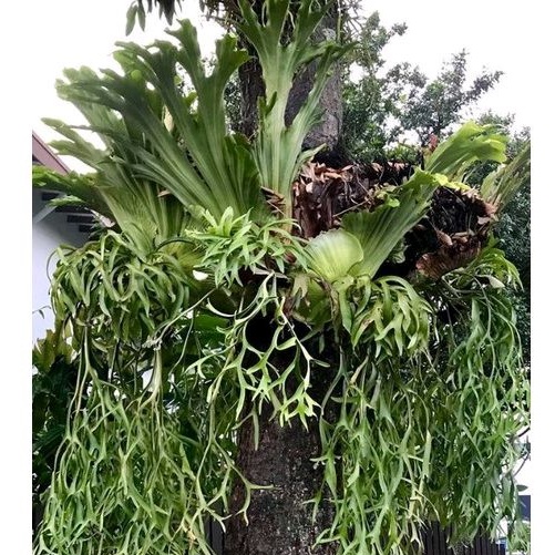 PLATYCERIUM CORONARIUM