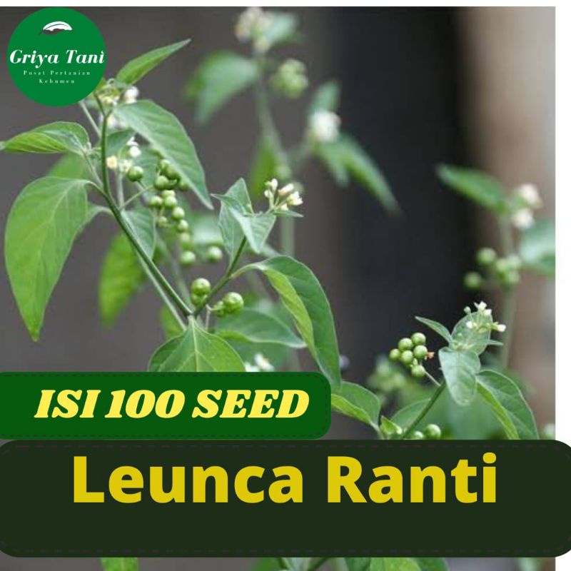 100 Benih -Bibit Leunca Ranti Lalapan -Benih Tanaman Leunca Ranti  Griyatani Lalap Unggul