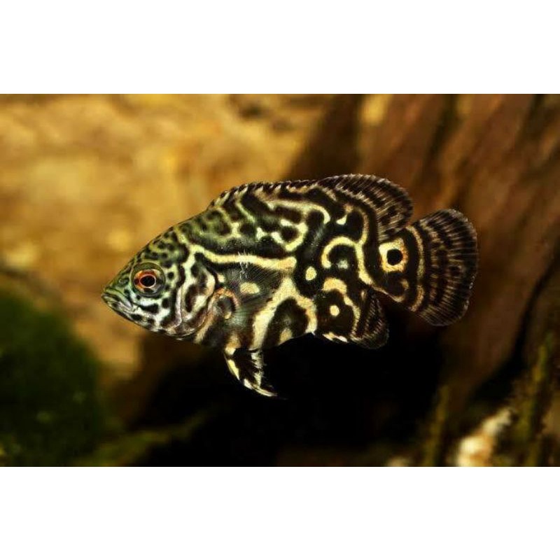 oscar tiger batik baby 3cm