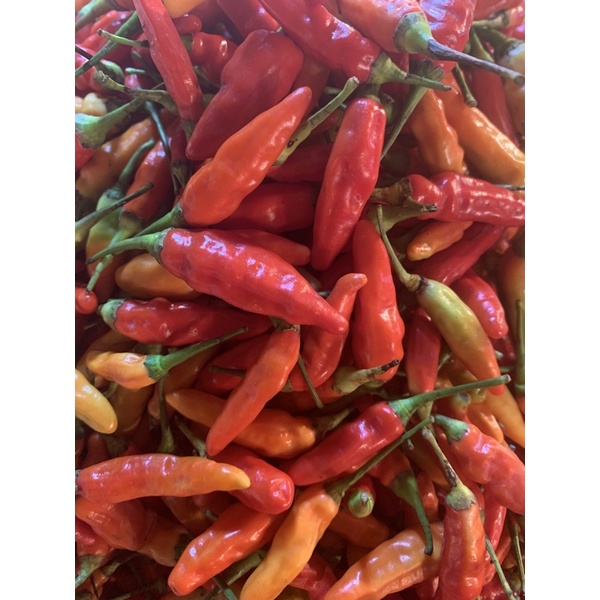 

cabe rawit merah /250gram Rp 40.000