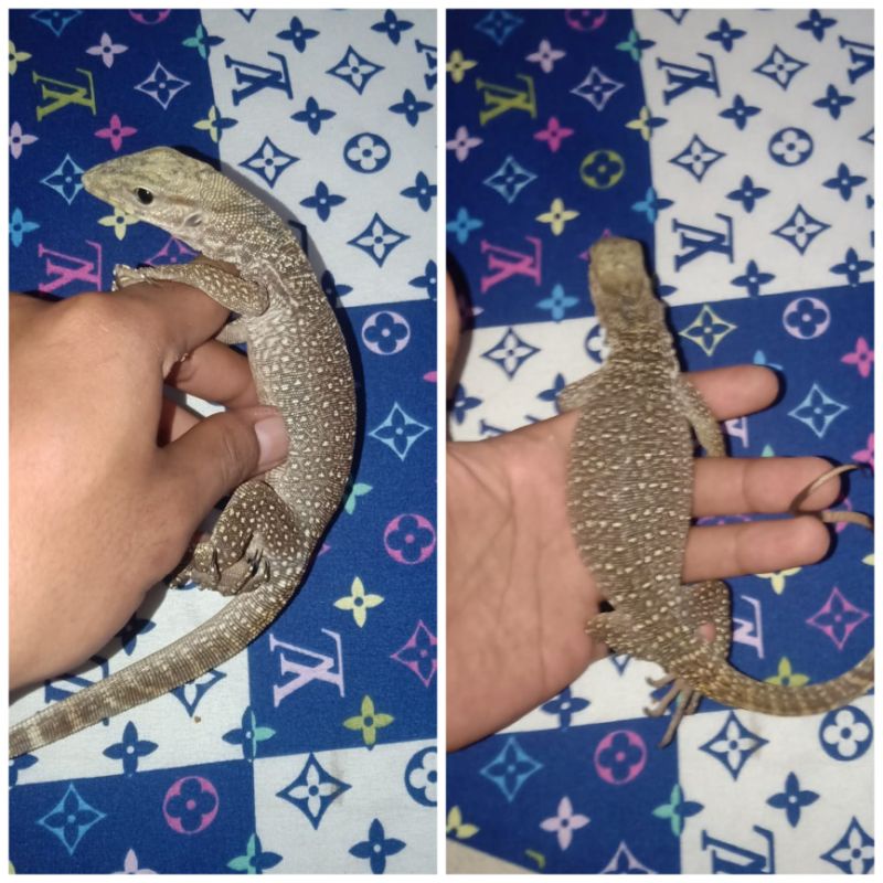 varanus nebulosus / nebu