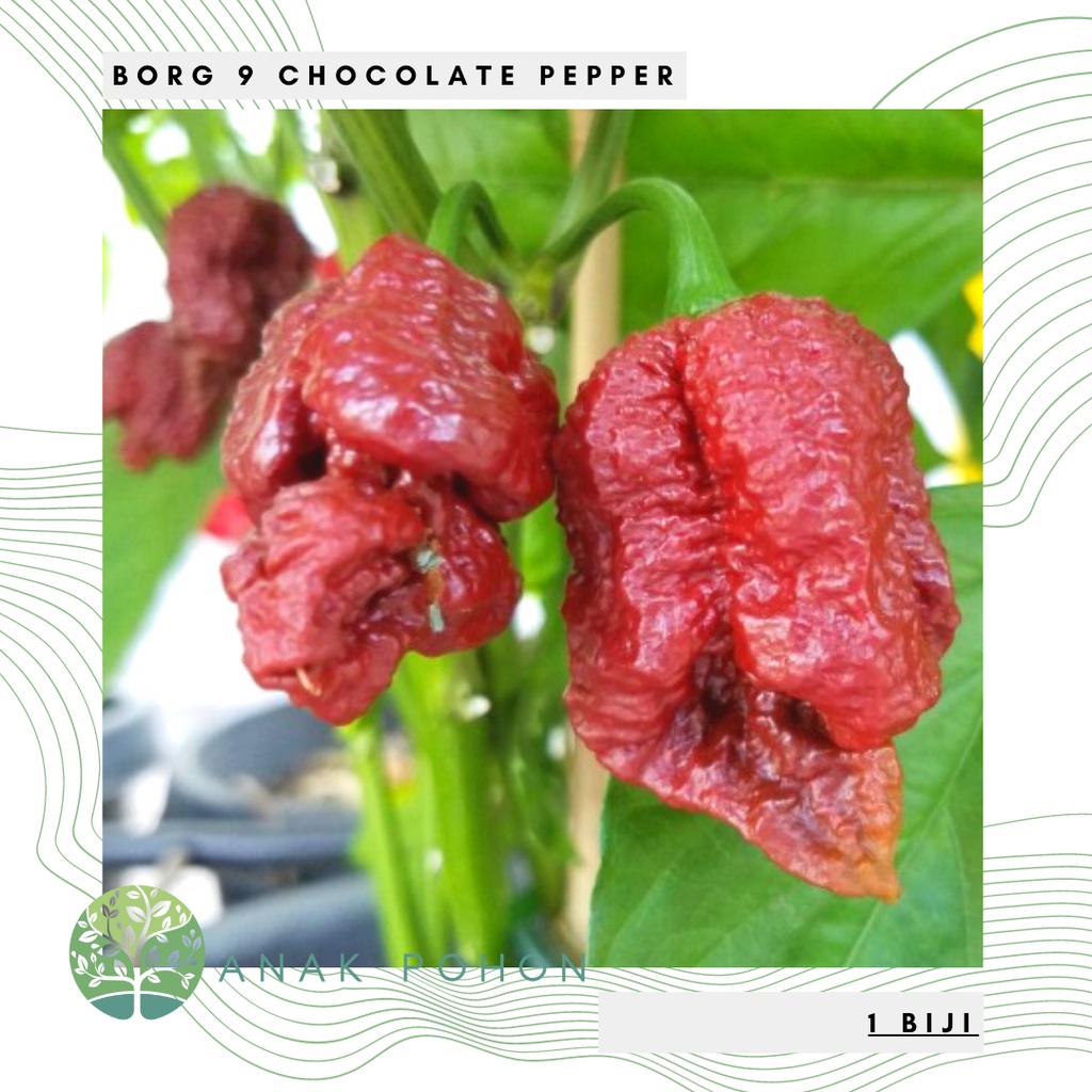 Benih Bibit Biji - Cabai Borg 9 Chocolate Cabe Super Pedas Pepper Seeds