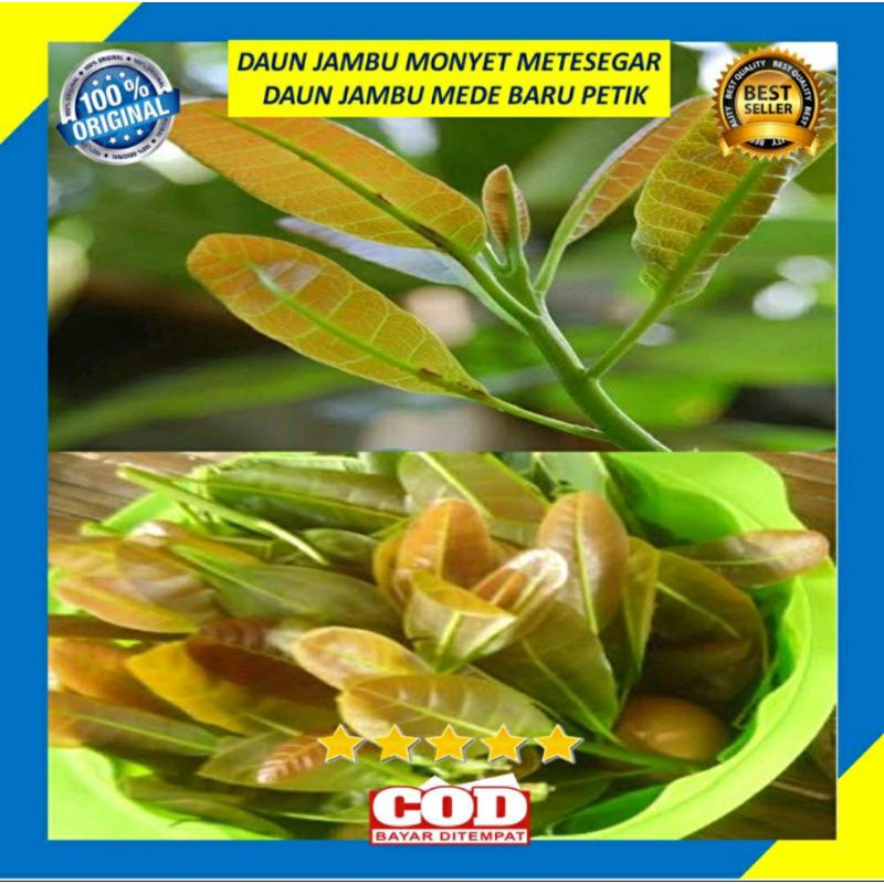 DAUN JAMBU MONYET/JAMBU METE SEGAR ORGANIK 1000 GRAM (PREMIUM QUALITY)