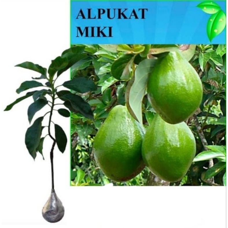 bibit alpukat miki tinggi 1meter up -bibit alpukat Miki batang besar - bibit alpukat Miki batang bes