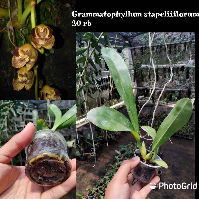 anggrek Grammatophyllum stapeliiflorum