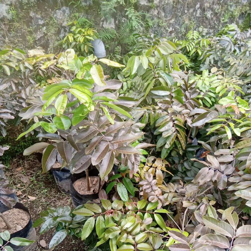 Bibit Lengkeng Merah 1 meter